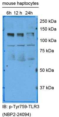 Western Blot: TLR3 [p Tyr759] AntibodyBSA Free [NBP2-24904]